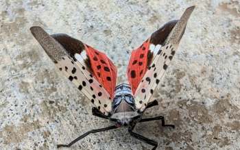 A large, colorful spotted lanternfly with red and black wings resting on a textured surface.