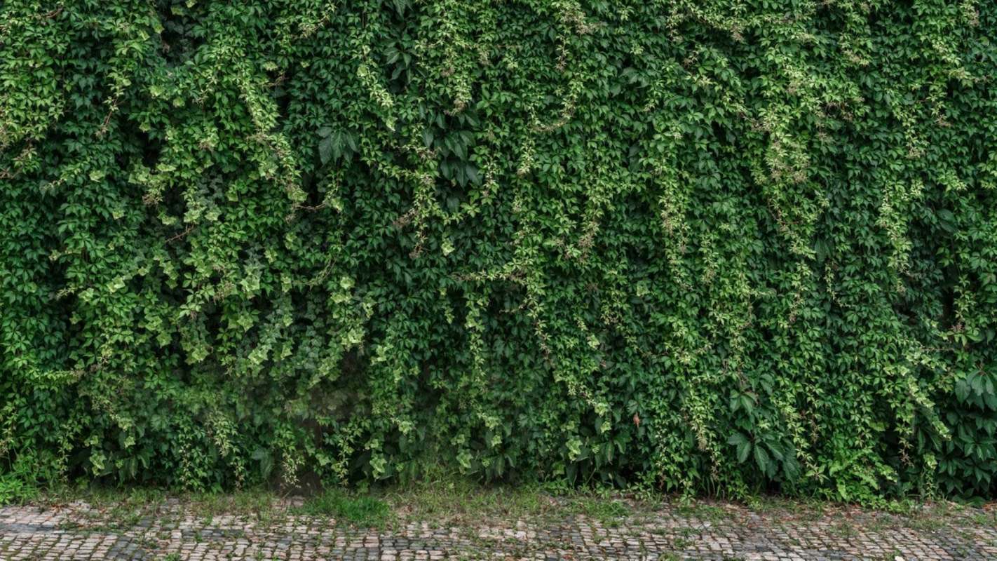 A dense green wall covered in climbing of English ivy with a stone pathway at the bottom.