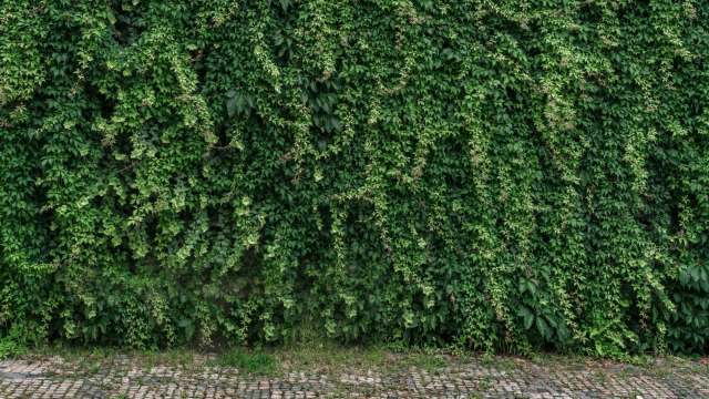 A dense green wall covered in climbing of English ivy with a stone pathway at the bottom.