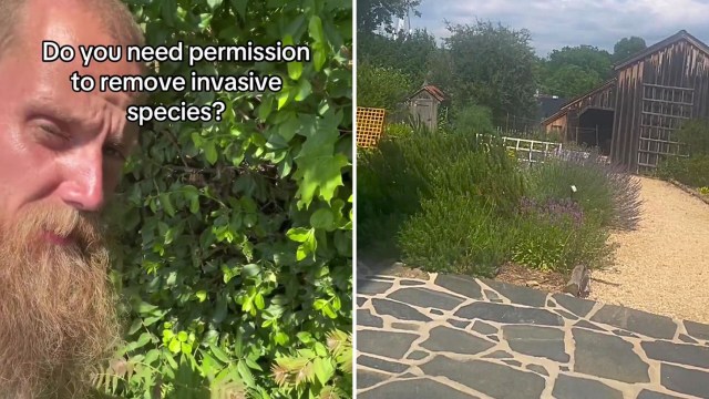 A man with a beard stands near greenery, asking about permission to remove invasive species.