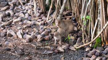 Two mongooses are resting near a cluster of fallen seed pods and roots in a natural setting.