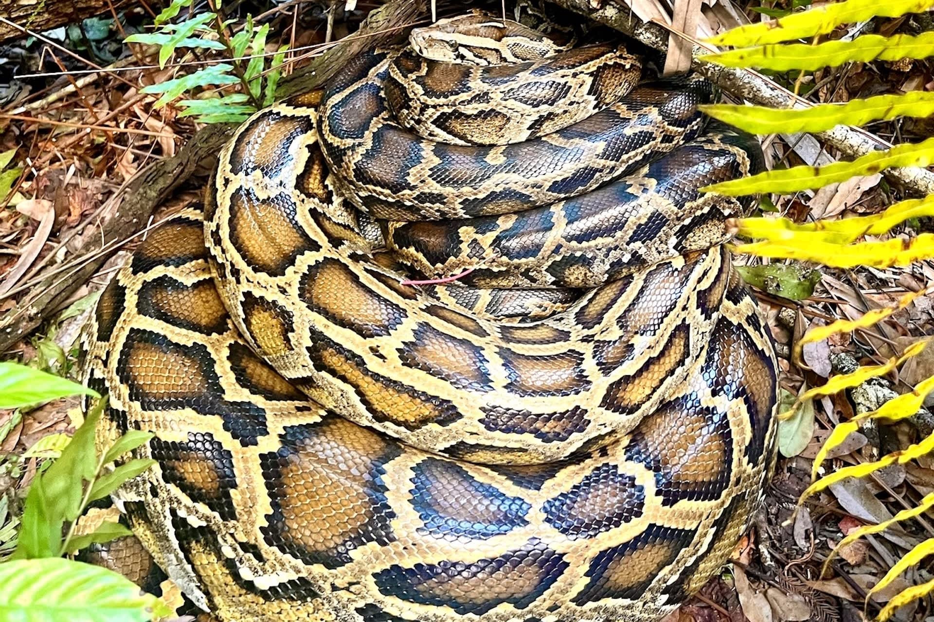 Biologists use 'scout snakes' to pull record 177 pythons, 4,100 eggs from the Everglades