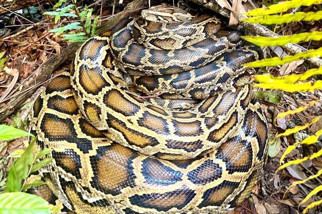 A coiled python resting among leaves and branches, showcasing its distinct patterned scales.