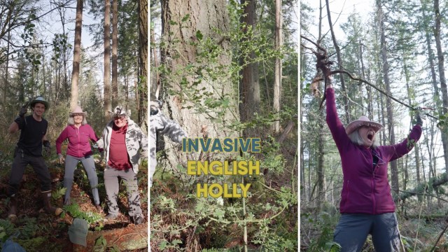 Three people in a forest actively removing invasive English holly, smiling and celebrating their efforts.