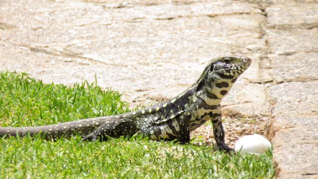 A tegu lizard with a patterned body stands on green grass beside a white egg on a stone pathway.