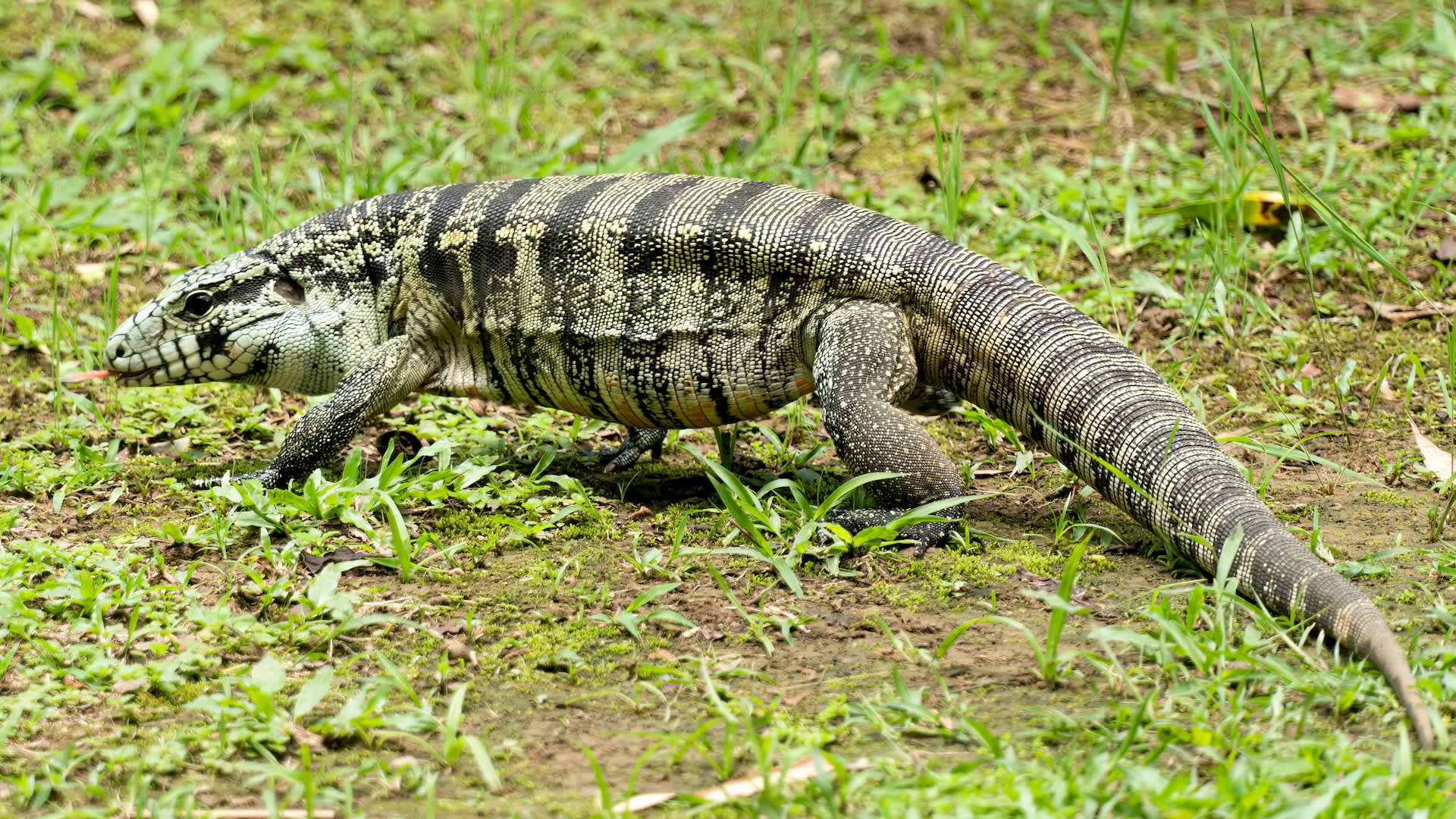 More than 20 giant, invasive lizards found in southeast Georgia, threatening native wildlife
