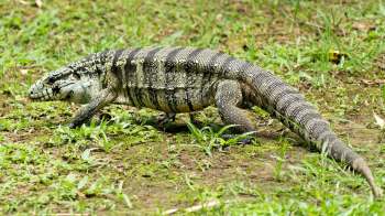 A large tegu lizard with a patterned body walks across a grassy area.