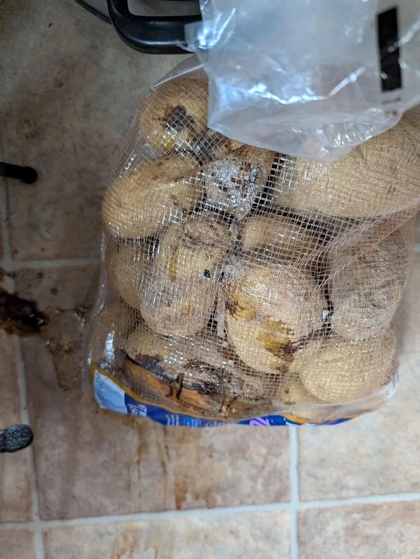 A basket containing several sprouting potatoes with purple shoots.