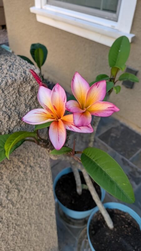 Two vibrant pink and orange plumeria flowers blooming against a textured background.
