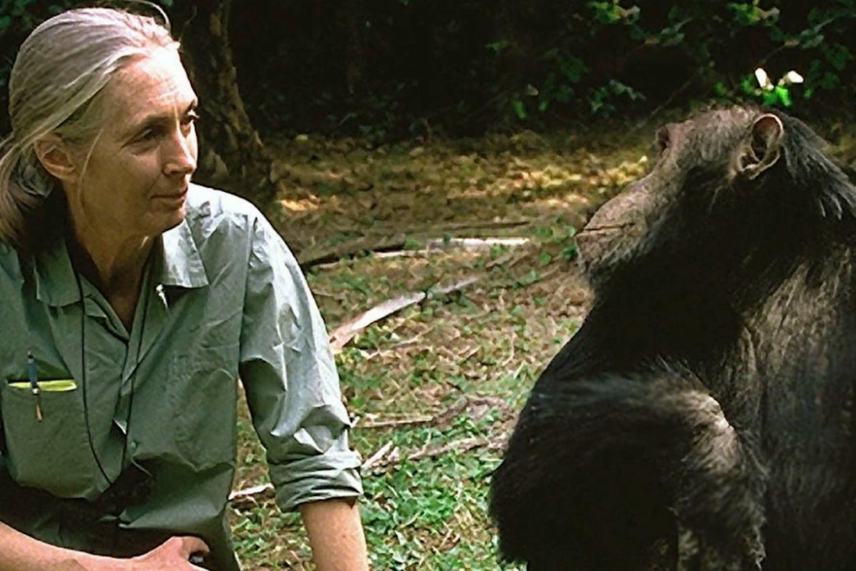 Jane Goodall, in a green shirt, sits peacefully beside a chimpanzee in a natural, leafy environment.
