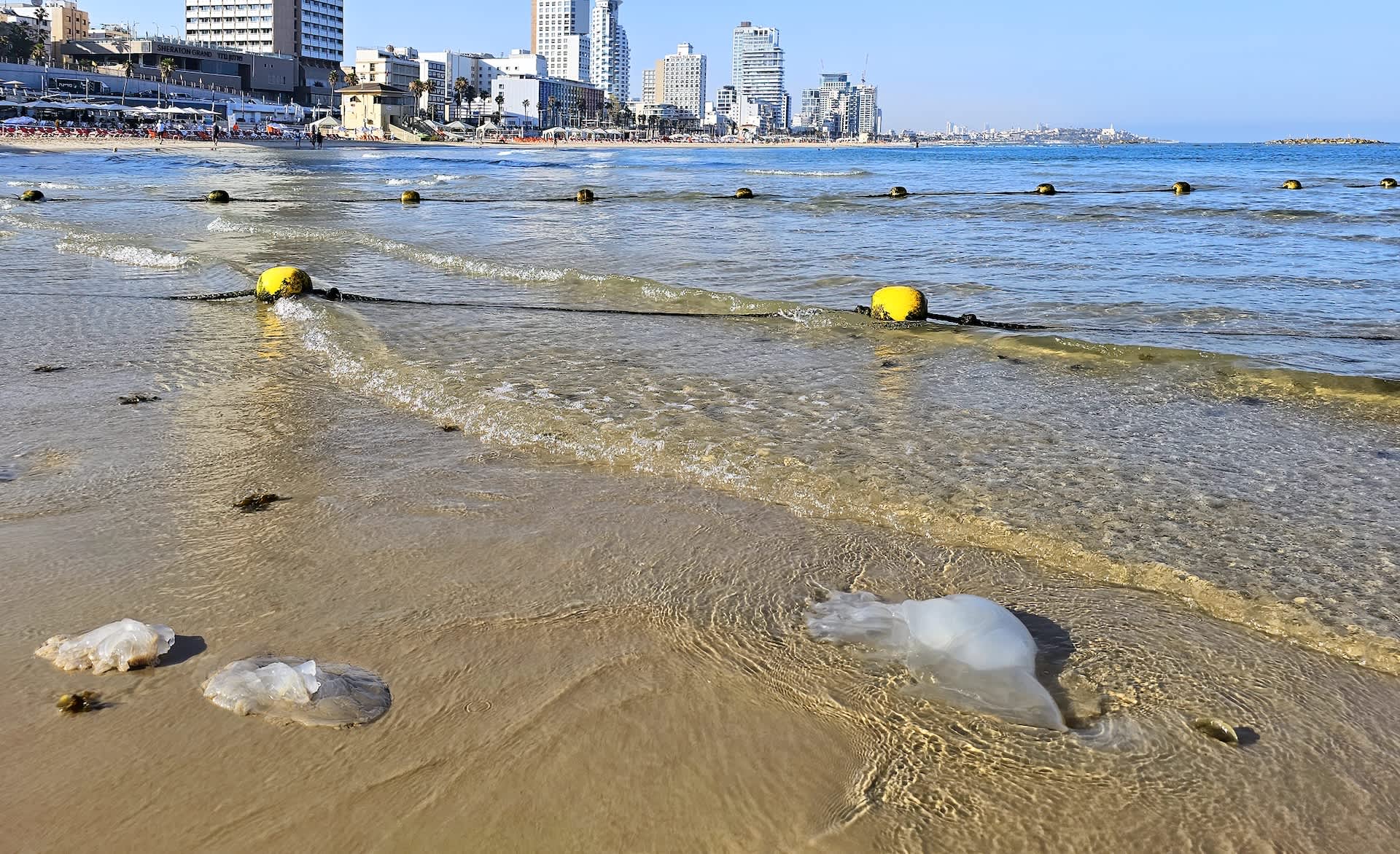 Orange swimming alert goes up as jellyfish crowd Israeli waters and bathers report stings