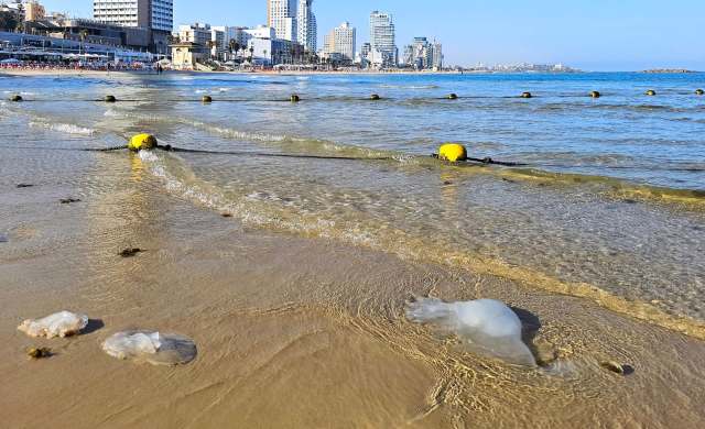A sandy beach scene with jellyfish in shallow water and yellow buoys marking the swimming area.