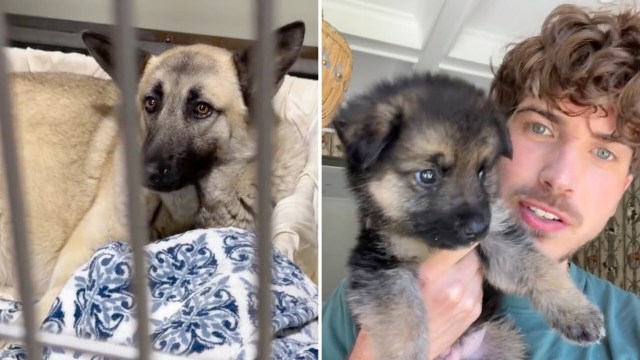 A sad mother dog in a kennel in the left frame and a person holding one of her puppies in the right frame.