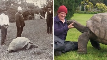 A historical black-and-white photo of two men beside a tortoise, and a modern image of a person interacting with a tortoise.