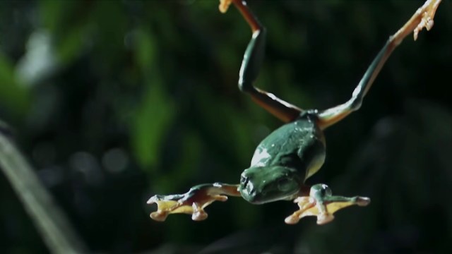 A green frog leaping through the air.