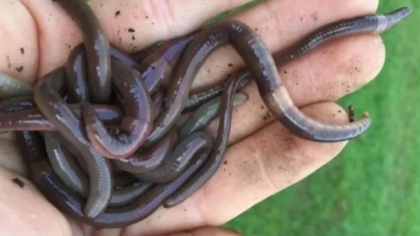 A hand holding several intertwined jumping worms, surrounded by dirt and grass.
