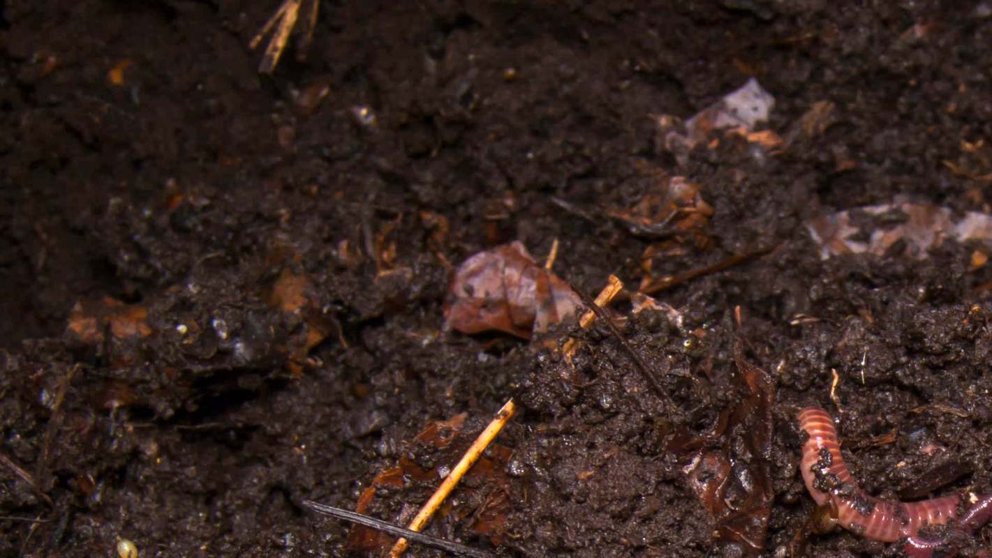 A close-up view of dark soil with decomposing leaves and a visible earthworm.