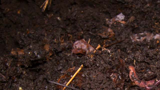 A close-up view of dark soil with decomposing leaves and a visible earthworm.