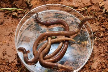 Several jumping worms are coiled in a clear petri dish resting on a bed of soil.