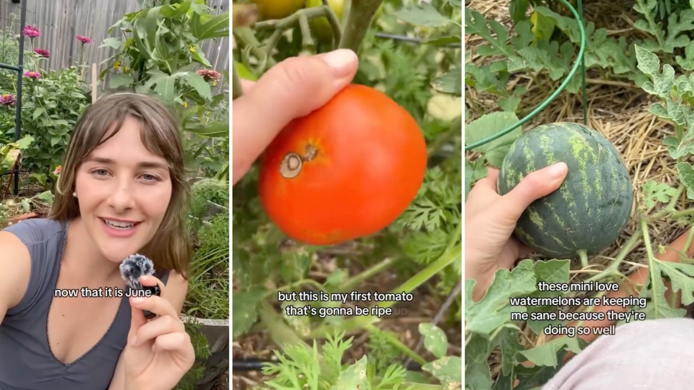 A young woman shares a garden update, showcasing her first ripe tomato and a small watermelon amongst plants.