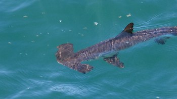 A young hammerhead shark swims in clear turquoise water.