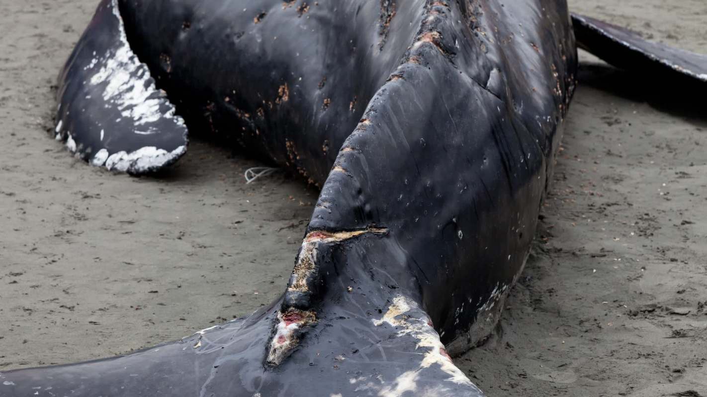 A close-up of a deceased whale washed ashore, with visible wounds on its skin.