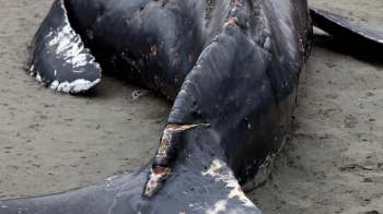 A close-up of a deceased whale washed ashore, with visible wounds on its skin.