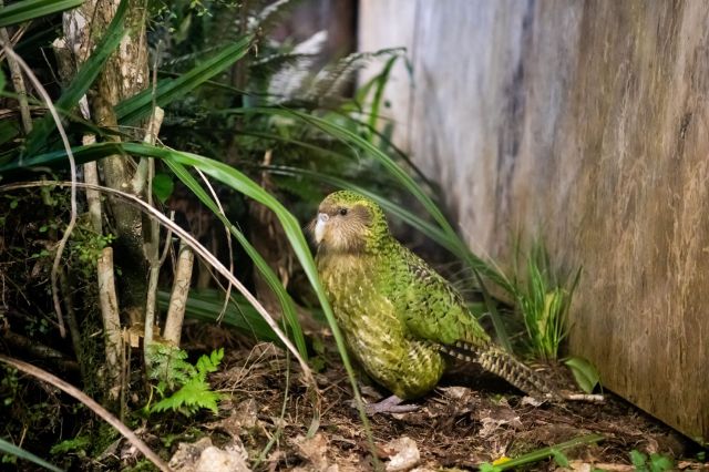 A green parrot-like bird sits among ferns and grass in a natural habitat setting.