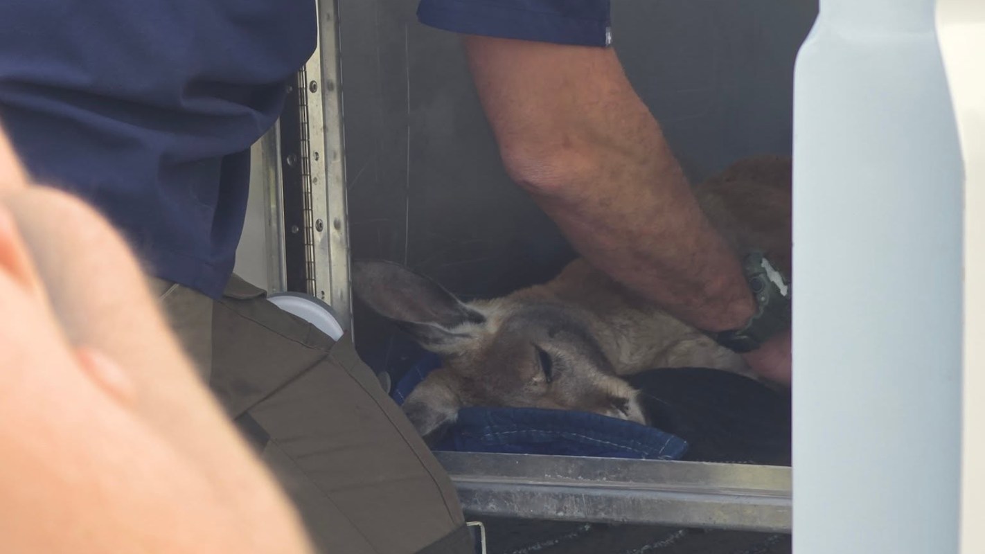 A person gently attends to a resting kangaroo inside a transport crate.