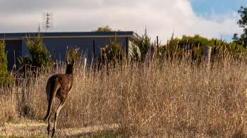 A kangaroo hopping away through tall grass toward a house and trees.