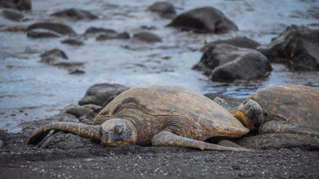 Two sea turtles resting on black sand near the water's edge, surrounded by rocks.