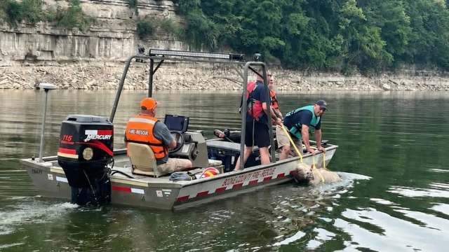 Rescue personnel on a boat assist a cow stranded in a lake.