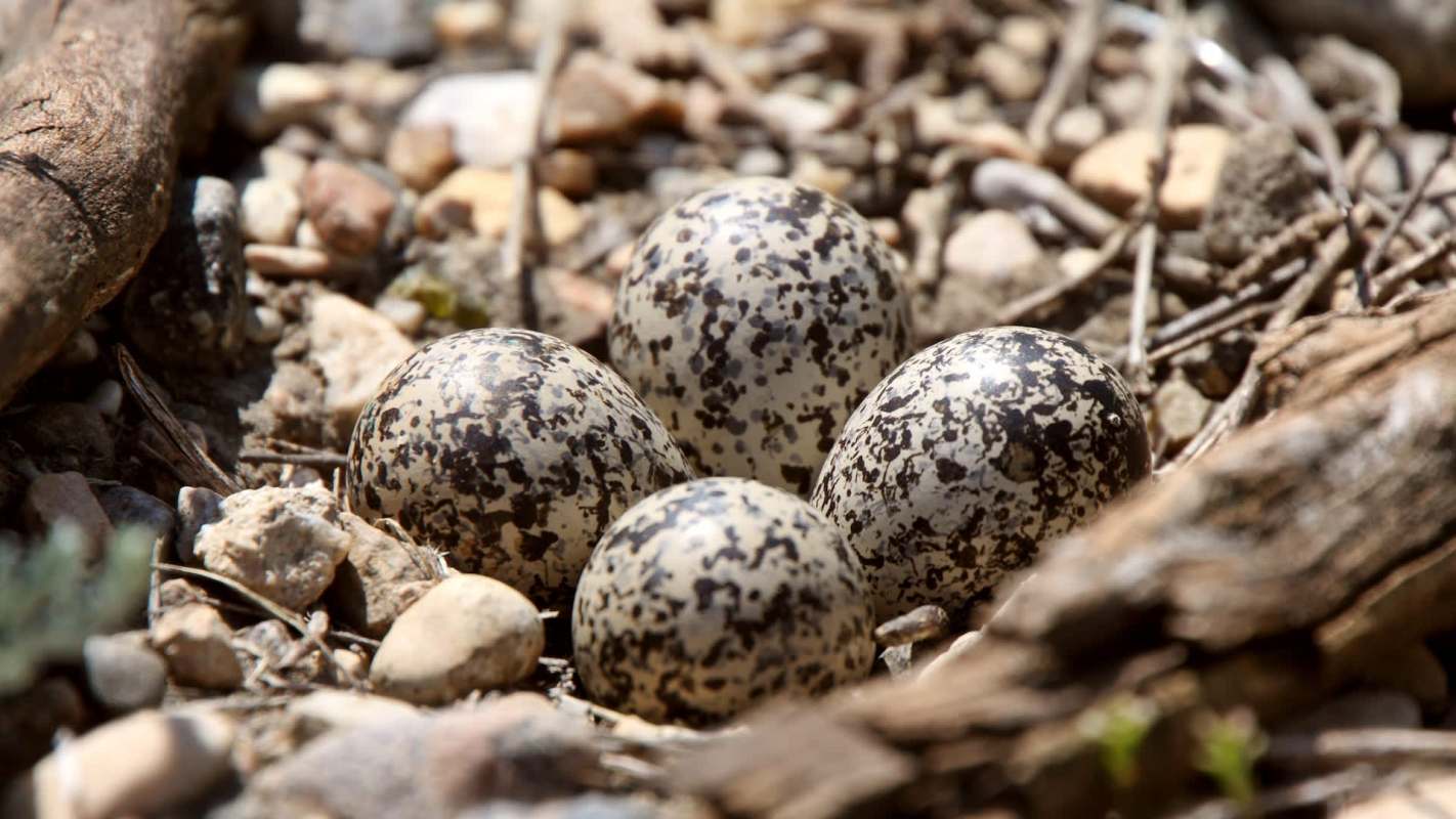 Four speckled eggs in a nest of small stones and twigs.