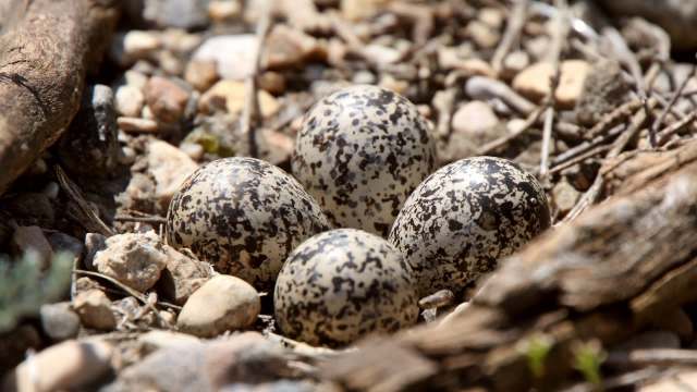 Four speckled eggs in a nest of small stones and twigs.