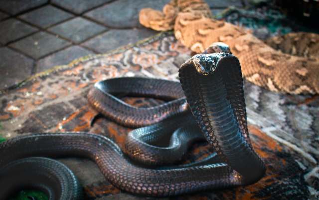 A black cobra with its hood raised on a patterned mat, with another snake partially visible in the background.