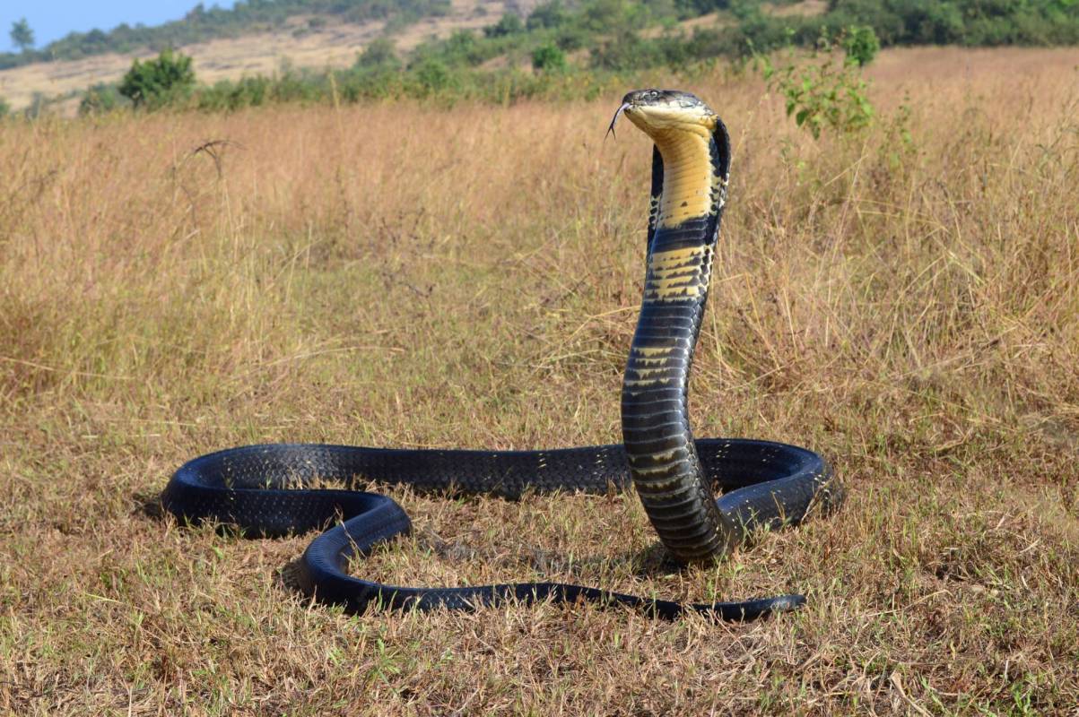 A king cobra snake.