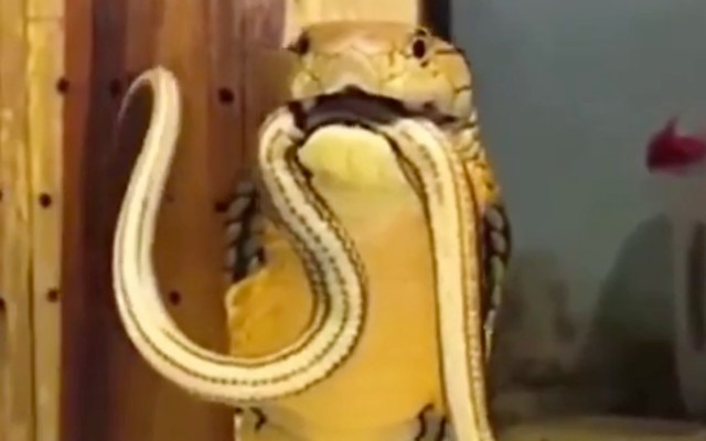 A yellow and white king cobra holds another snake in its mouth, set against a wooden background.