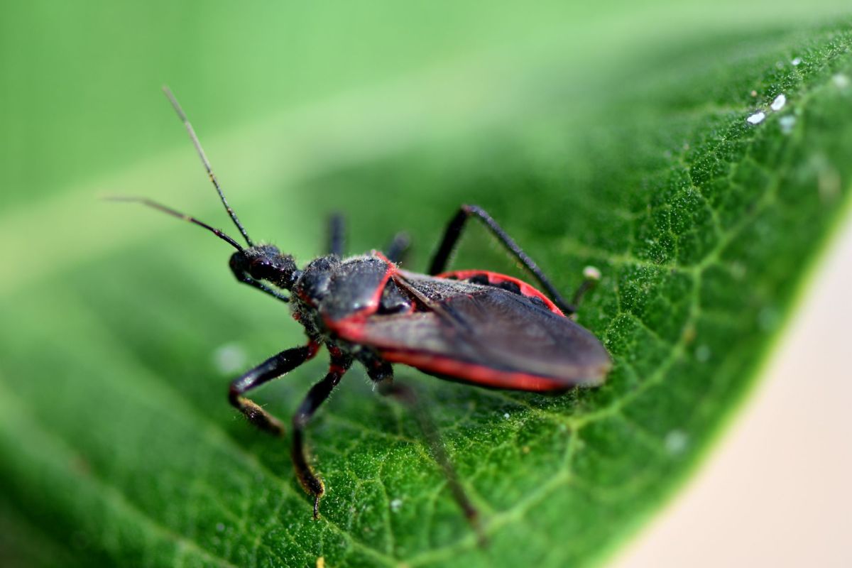 A kissing bug perched on a green leaf.