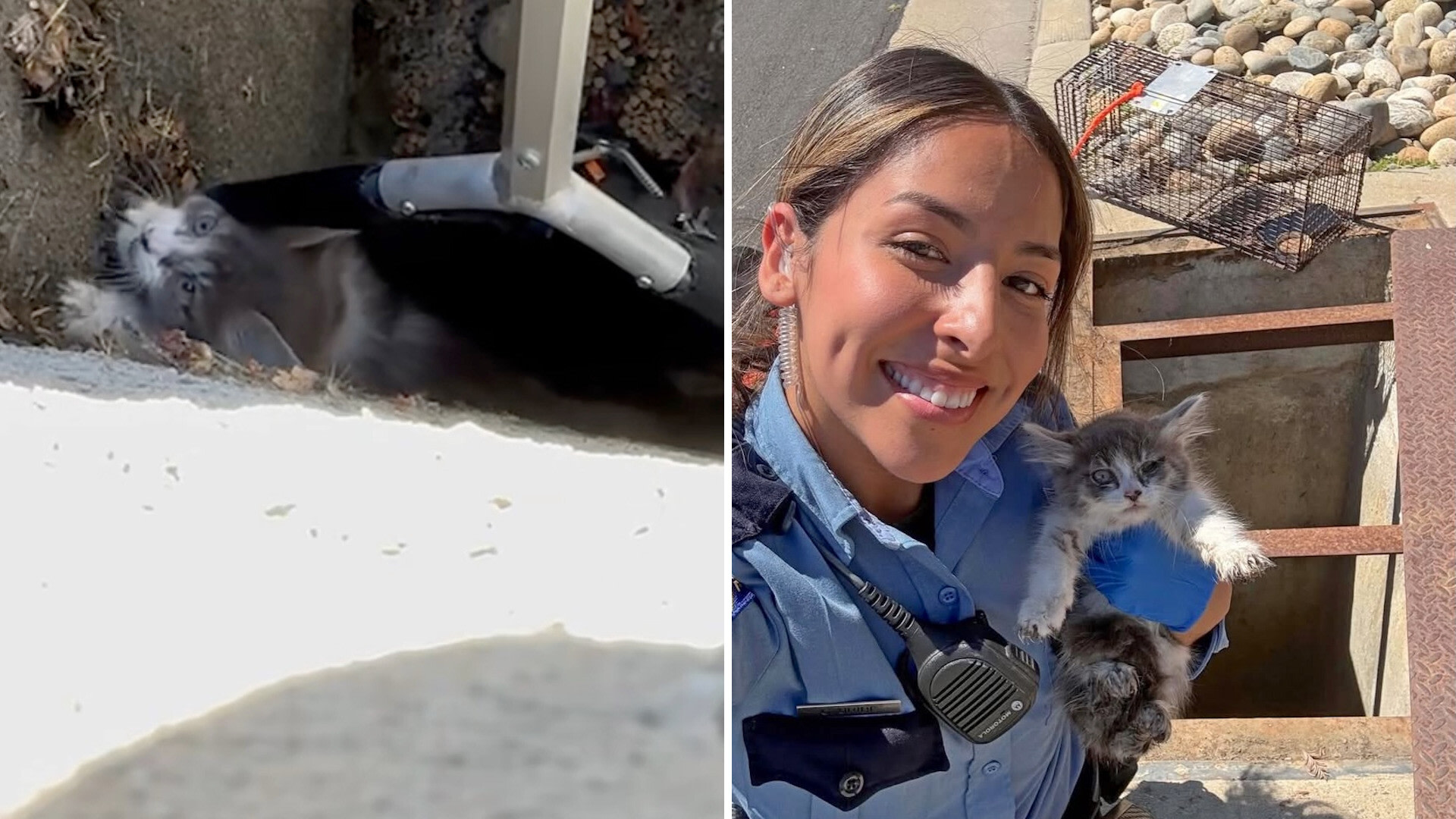 California resident hears cries from storm drain before rescuers pull tiny kitten to safety