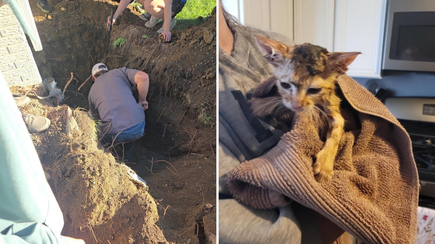 A person digging a deep hole outdoors and a drenched kitten wrapped in a towel indoors.