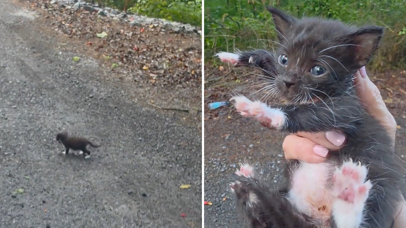 A small black kitten with white paws is being held in a person’s hand on a gravel path outdoors.