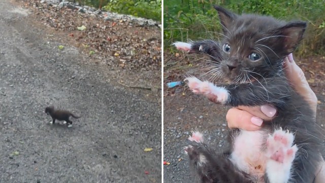 A small black kitten with white paws is being held in a person’s hand on a gravel path outdoors.