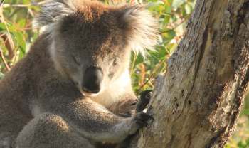 A koala resting on a tree branch.