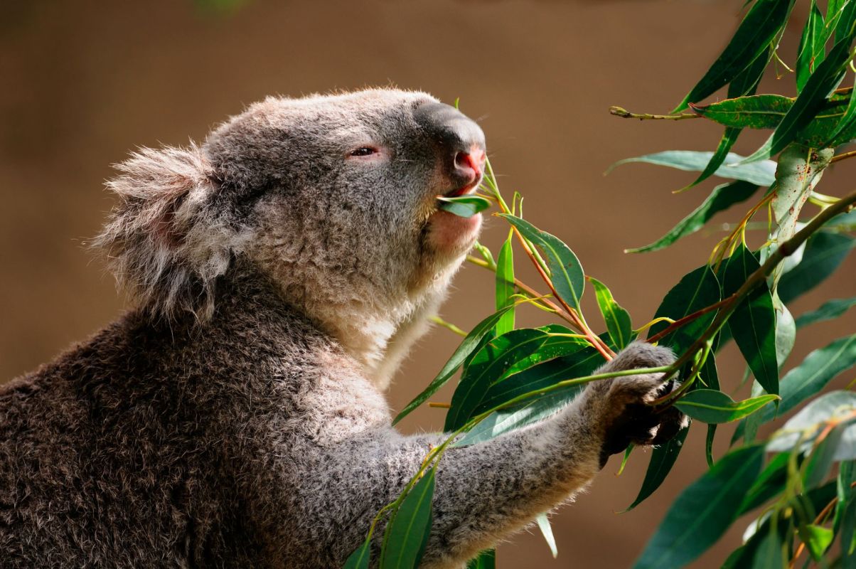 A koala munching on eucalyptus leaves.
