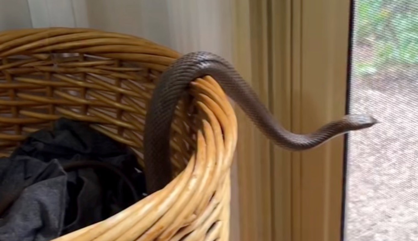 A snake extends its body out of a wicker laundry basket toward a nearby window.