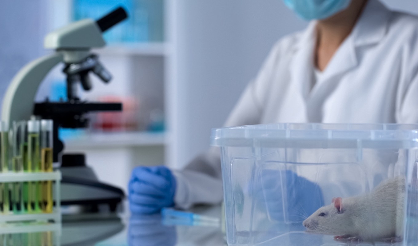 A laboratory setting with a scientist in a mask working near a microscope and a white rat in a clear container.