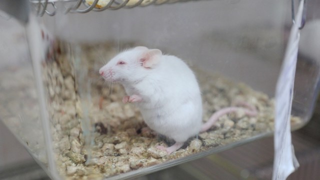 A white mouse standing in a glass enclosure with a gravel substrate.