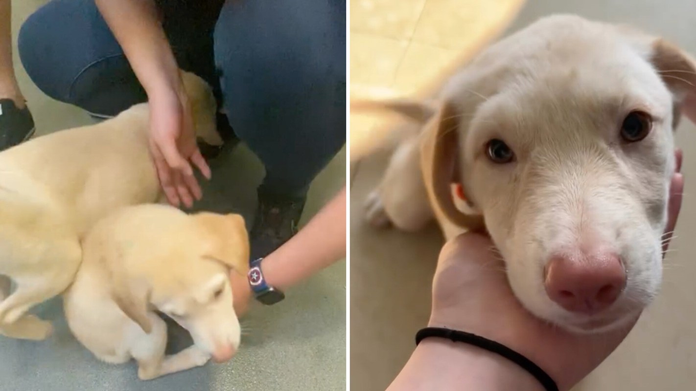 A person pets two yellow puppies, one of which rests its face in their hand.