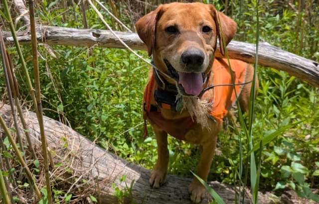 A happy brown dog wearing an orange vest stands among green foliage, playfully holding a twig in its mouth.