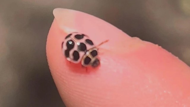 A tiny beetle with a pink shell and black spots perched on a person's fingertip.